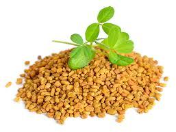 Organic Dried Fenugreek Seeds