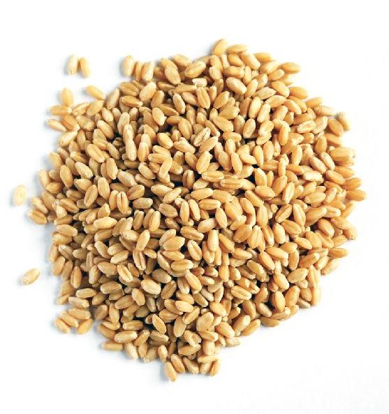 wheat grain