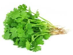 Fresh Coriander Leaves, Color : Green