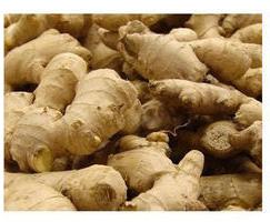 Organic Raw Fresh Ginger