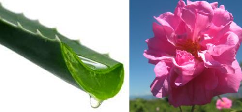 Aloe Skin Gel(Rose), for Parlour, Personal, Packaging Type : Bottle