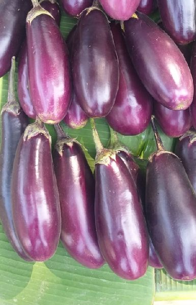 fresh brinjal