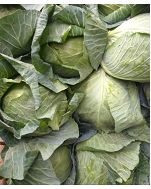 Fresh Cabbage