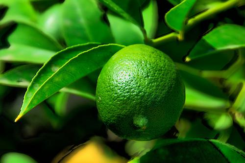 Fresh Kaffir Lime