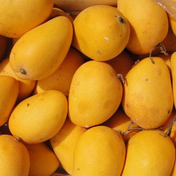 fresh mango