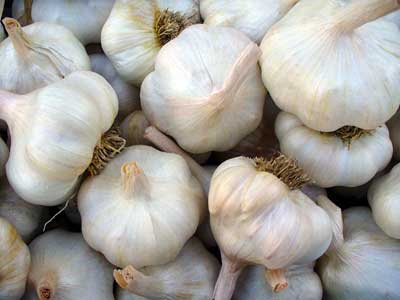 Organic Garlic Bulb, Packaging Size : 20 kg, 40 kg