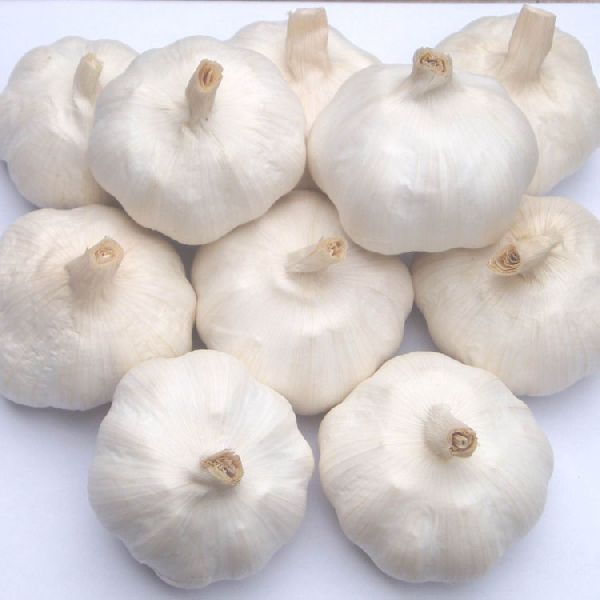 White Organic Indian Garlic, Packaging Size : 10-100kg