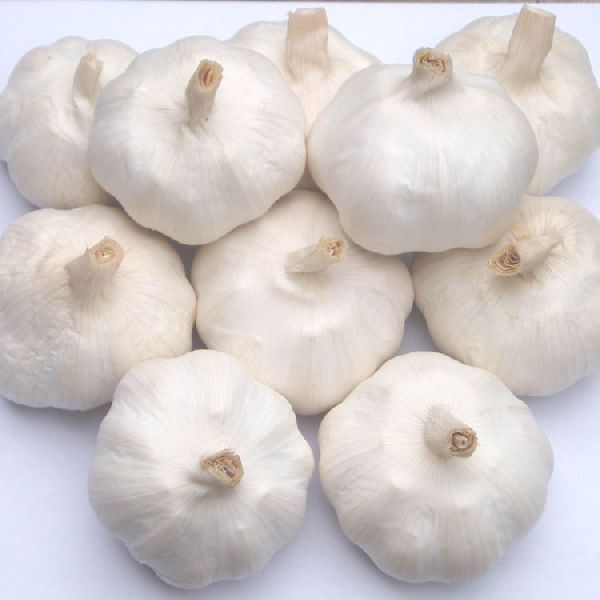 Indian Garlic