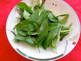 Brined Curry Leaves, for Essential oil, eat raw