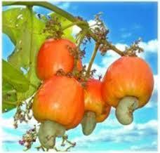 Cashew Fruit