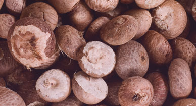 Indian Betel Nuts