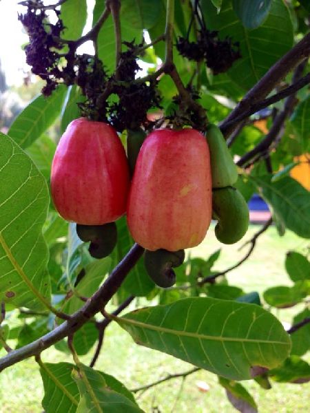 Raw Cashew Fruit