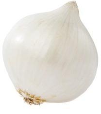 Large Fresh White Onion