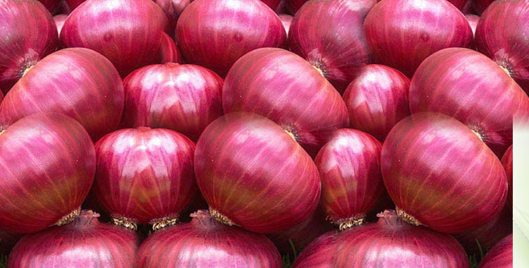 Pure Organic Red Onion, Type : Fresh