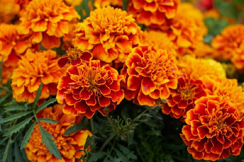 Fresh marigold flower, for Decoration