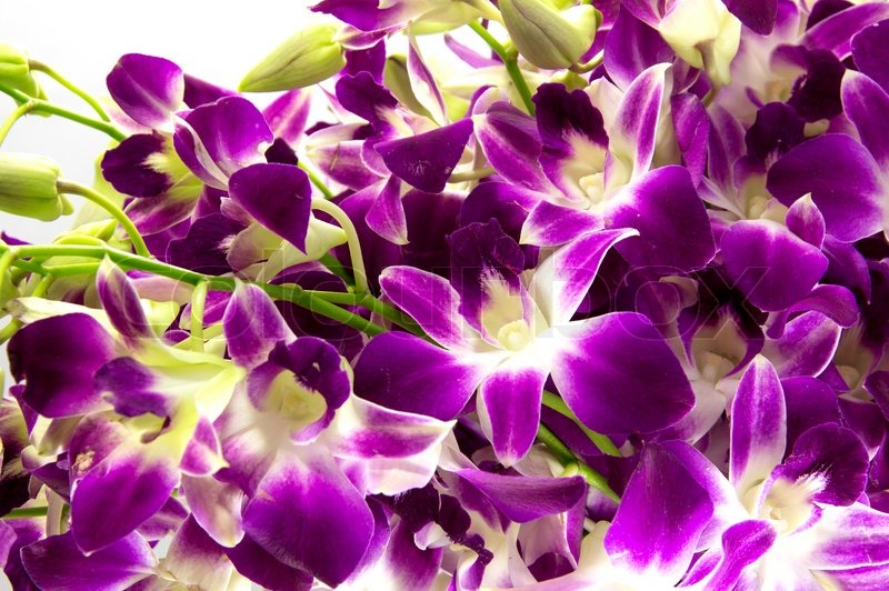 Fresh Orchids Flowers, Color : Purple