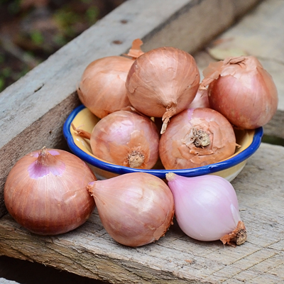 Natural Shallot Onion