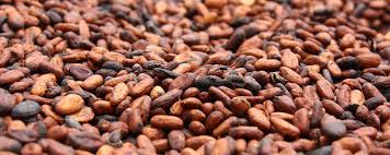 Brown Cocoa Beans