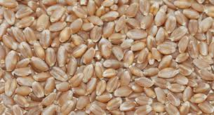 Organic Durum Wheat Seeds, Color : Brown