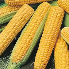 Hybrid Yellow Corn, for Cattle Feed, Style : Preserved