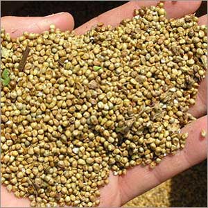 Organic Natural Millet Seeds, Color : Green
