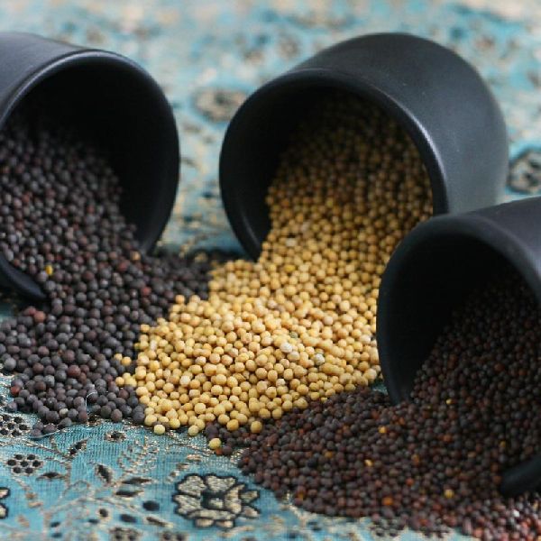 Natural Mustard Seeds, Color : Black, Brown, Light Yellow
