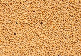 Organic Millet Seeds, Color : Yellow