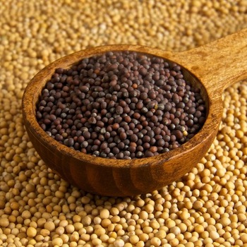 Organic Mustard Seeds, Color : Black, Brown, Light Yellow