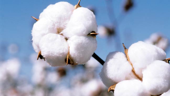 Pure Raw Cotton, Color : White