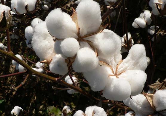 Virgin Raw Cotton, Color : White