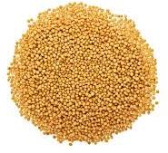 Organic yellow mustard seeds
