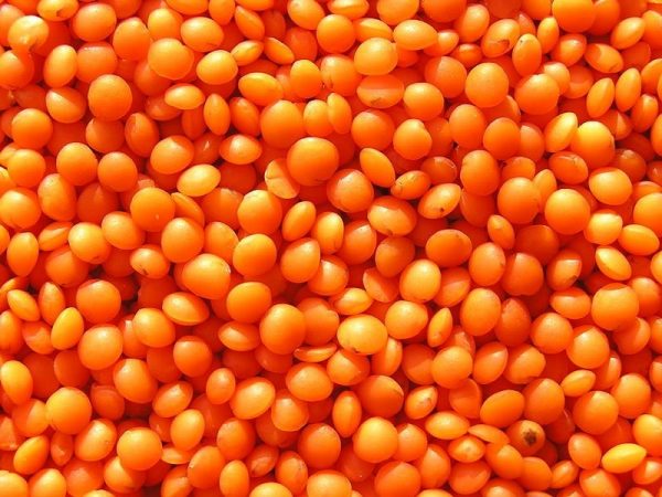 Organic Whole Red Lentils
