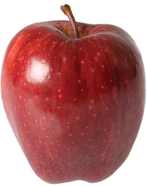 Fresh Indian Red Apple, Packaging Type : Foam Net