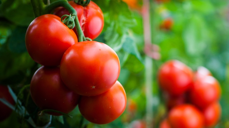 Organic Fresh Natural Tomato, for Cooking, Skin Products, Packaging Size : 5-20kg, etc