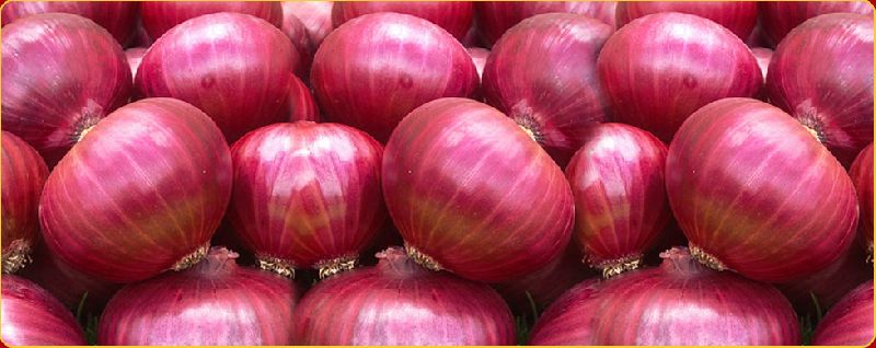 Natural fresh red onion, for Cooking, Packaging Type : Jute Bags, Net Bags