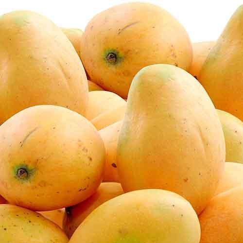 Organic mango, Shelf Life : 5-10Days