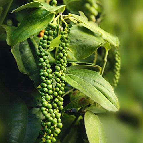 Black Pepper Plant, for Beauty, Medicine, Color : Green