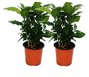 Coffee Plant, for Ayurvedic Medicine, Color : Green