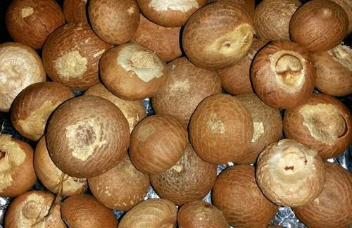 Natural Raw Organic Areca Nuts, for Medicines, Packaging Type : Jute Bag