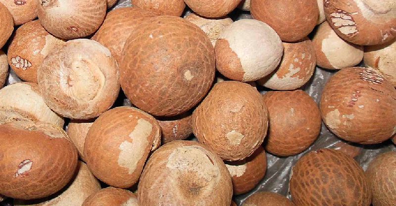 Nutrition Raw Organic Areca Nuts, for Medicines, Packaging Type : Jute Bag, Plastic Bag