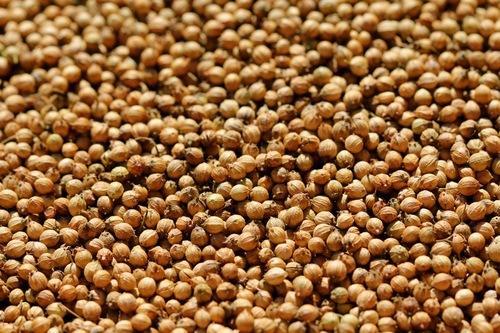Organic Raw Coriander Seeds, Purity : 100% pure