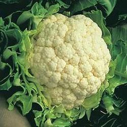 Fresh Cauliflower, for Cooking, Packaging Type : Gunny Bag, Jute Bag, Loose