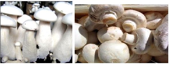 Fresh Mushrooms, Color : White