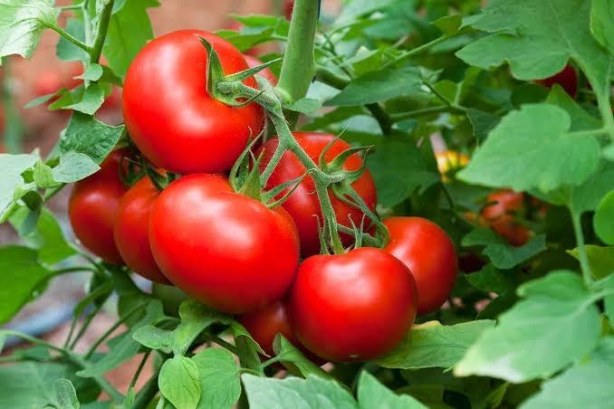 Common Tomato, Packaging Size : 10-20kg