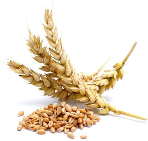 Fresh Agro Wheat