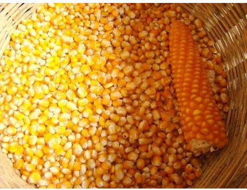 Natural Pure Yellow Maize, for Animal Feed, Animal Food, Style : Fresh