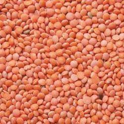 Organic Red Lentil, for Cooking, Feature : Healthy To Eat, Nutritious