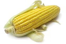 Organic Whole Yellow Maize, for Animal Food, Cattle Feed, Style : Dried