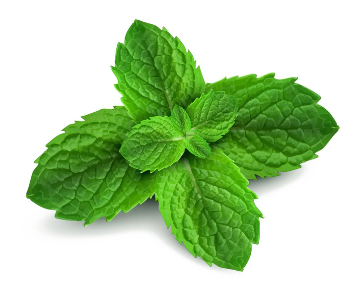 Mint Fractions Manufacturer & Exporters from Delhi, India ID 1244989