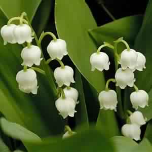 Lily of the Valley Oil